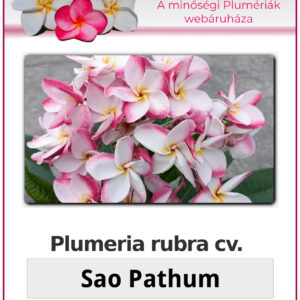 Plumeria rubra "Sao Pathum"