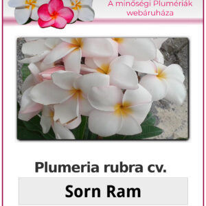Plumeria rubra "Sorn Ram"