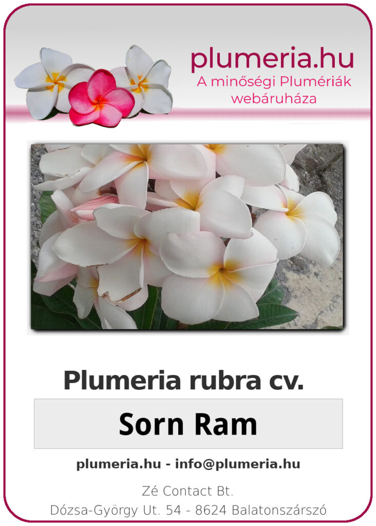 Plumeria rubra "Sorn Ram"