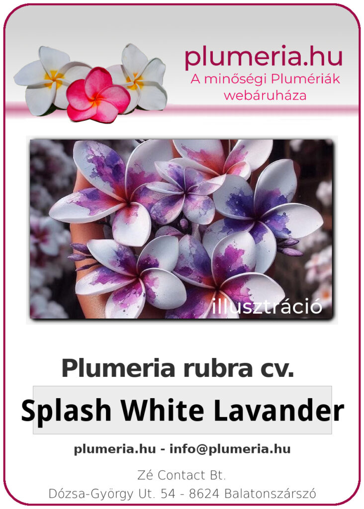 Plumeria rubra "Splash White Lavander"