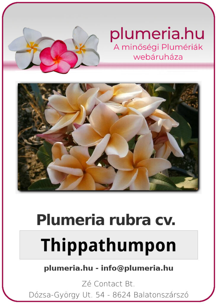 Plumeria rubra "Thippathumpon"