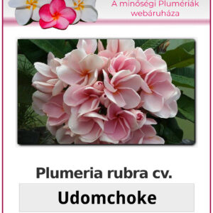 Plumeria rubra "Udomchoke"