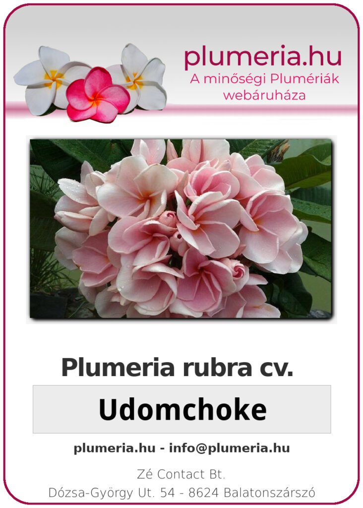 Plumeria rubra "Udomchoke"
