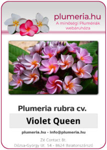 Plumeria rubra "Violet Queen"