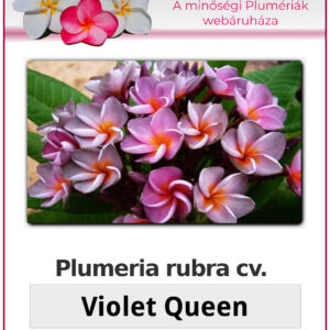 Plumeria rubra "Violet Queen"