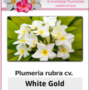Plumeria rubra "White Gold"