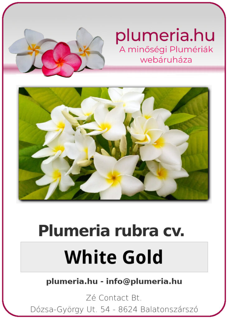 Plumeria rubra "White Gold"