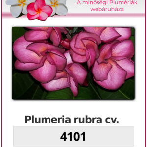 Plumeria rubra "4101"
