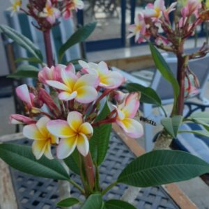 Virágzó plumeria növények, legalább 2 hajtásvéggel, bimbókkal vagy virágokkal, különböző fajtákban.