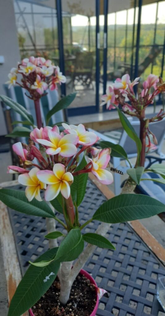 Virágzó vagy bimbós Plumeria növények