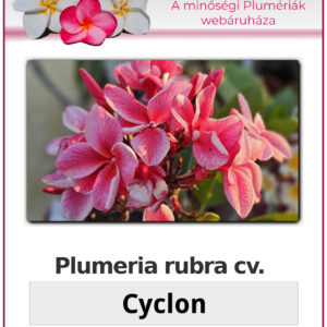 Plumeria rubra "Cyclon"