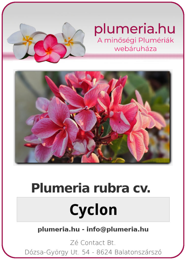 Plumeria rubra "Cyclone"