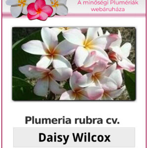 Plumeria rubra "Daisy Wilcox"