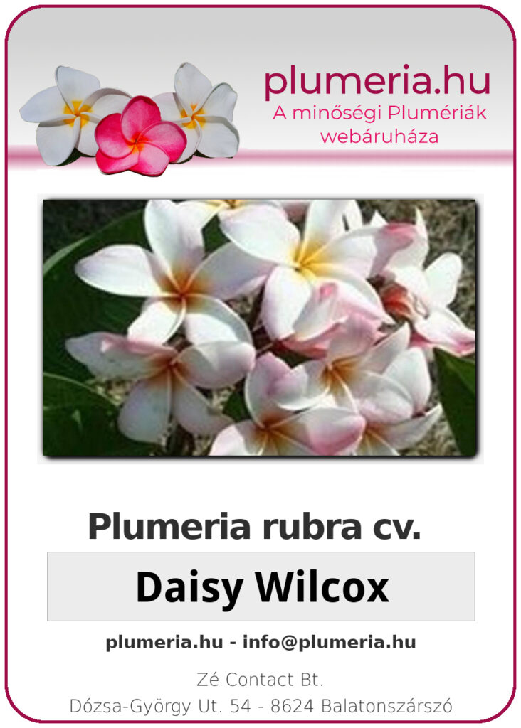Plumeria rubra "Daisy Wilcox"