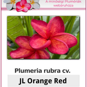 Plumeria rubra "JL Orange Red"