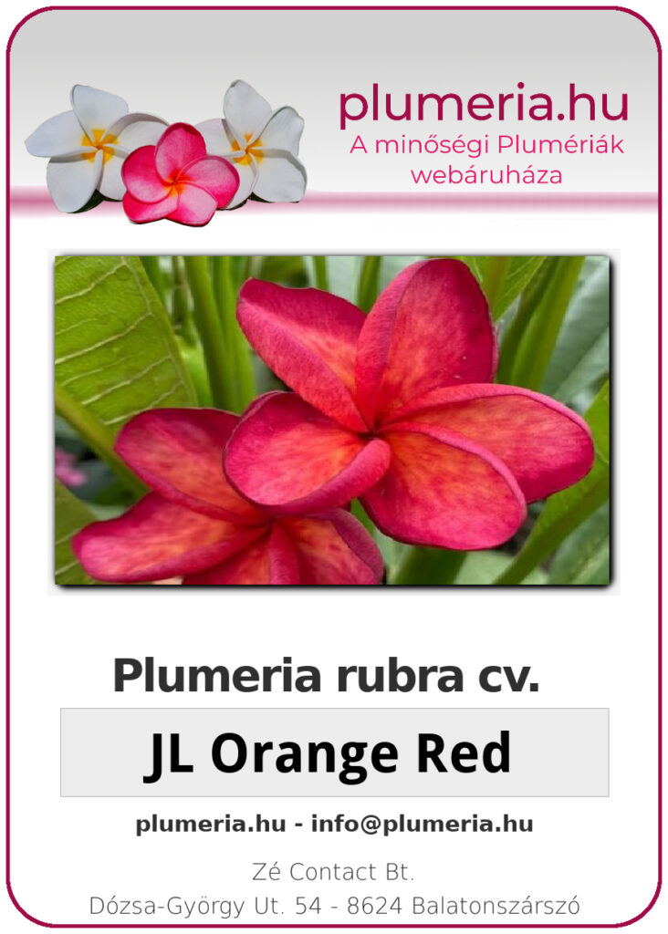 Plumeria rubra "JL Orange Red"