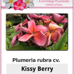 Plumeria rubra "Kissy Berry"