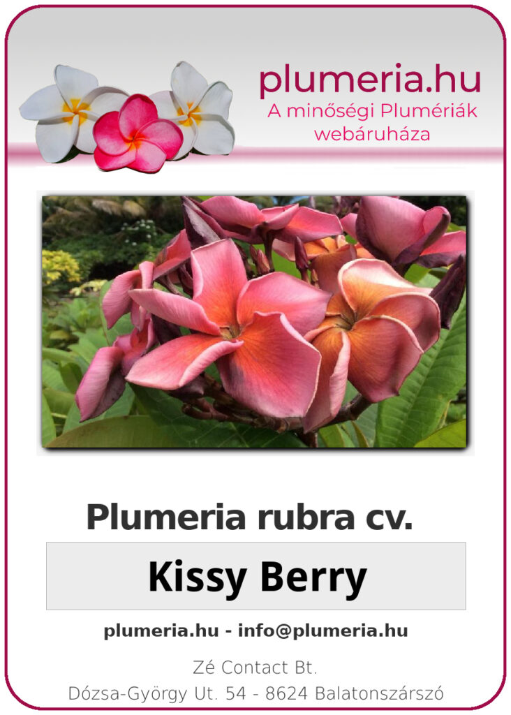 Plumeria rubra "Kissy Berry"