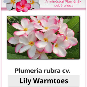 Plumeria rubra "Lily Warmtoes"