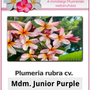 Plumeria rubra "Madame Junior Purple"