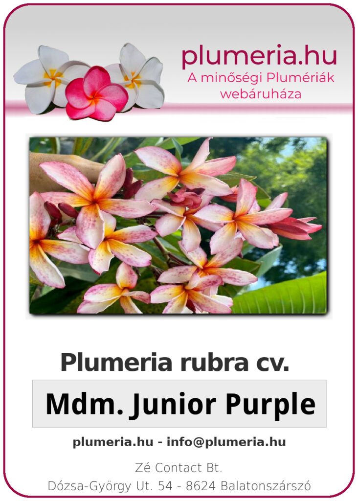 Plumeria rubra "Madame Junior Purple"
