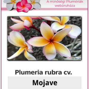 Plumeria rubra "Mojave"