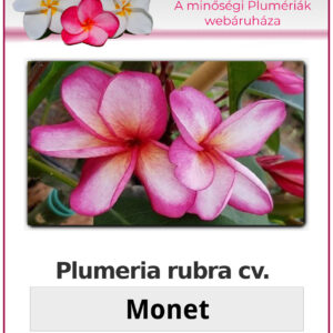Plumeria rubra "Monet"