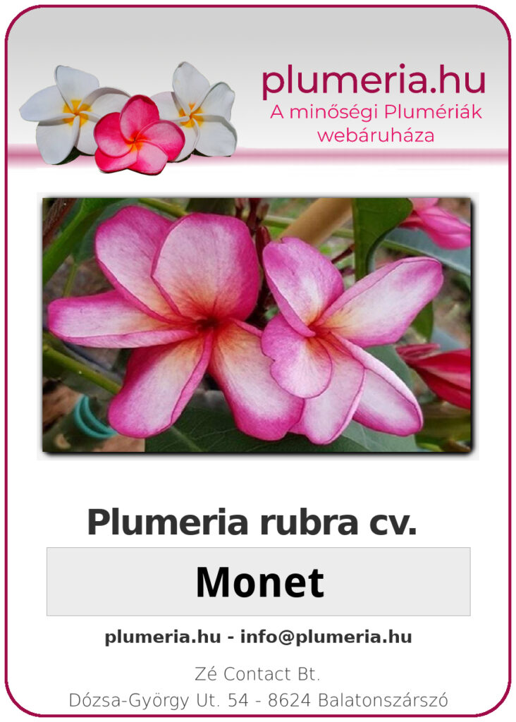 Plumeria rubra "Monet"