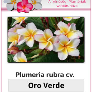 Plumeria rubra "Oro Verde"