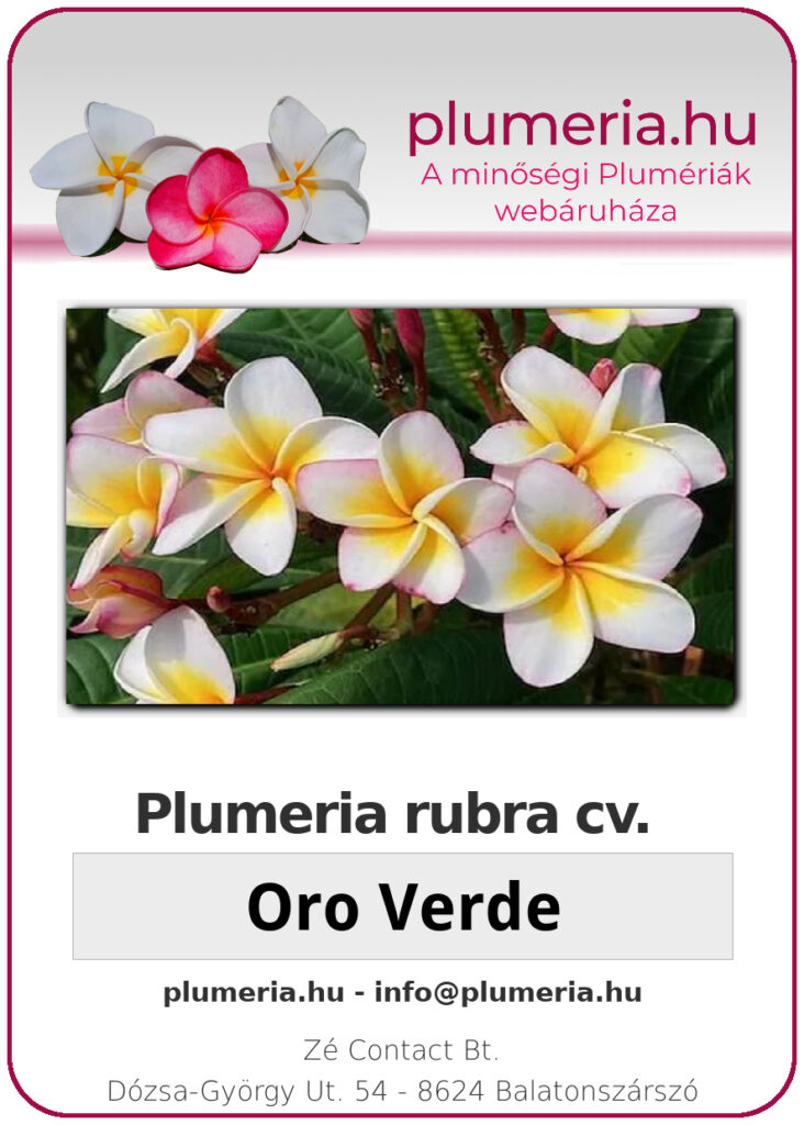 Plumeria rubra "Oro Verde"