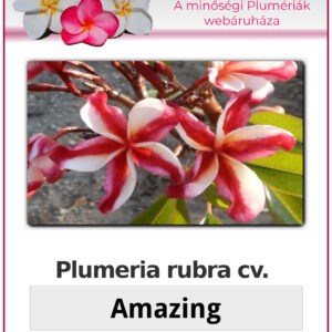 Plumeria rubra "Amazing"