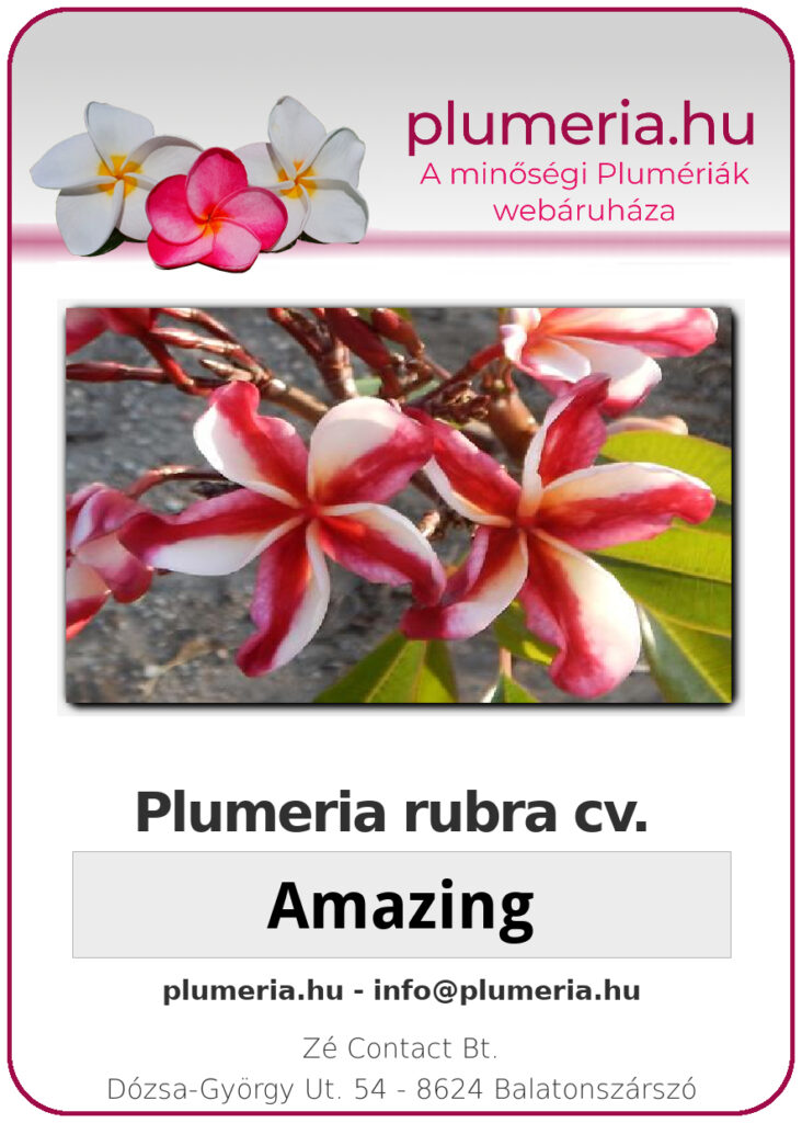 Plumeria rubra "Amazing"
