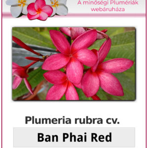 Plumeria rubra "Ban Phai Red"