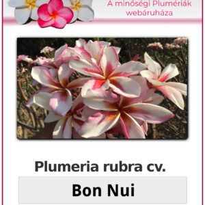 Plumeria rubra "Bon Nui"