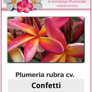Plumeria rubra "Confetti"