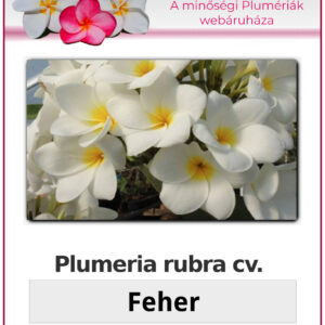 Plumeria rubra "Feher"