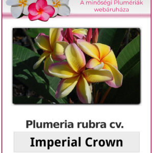 Plumeria rubra "Imperial Crown"