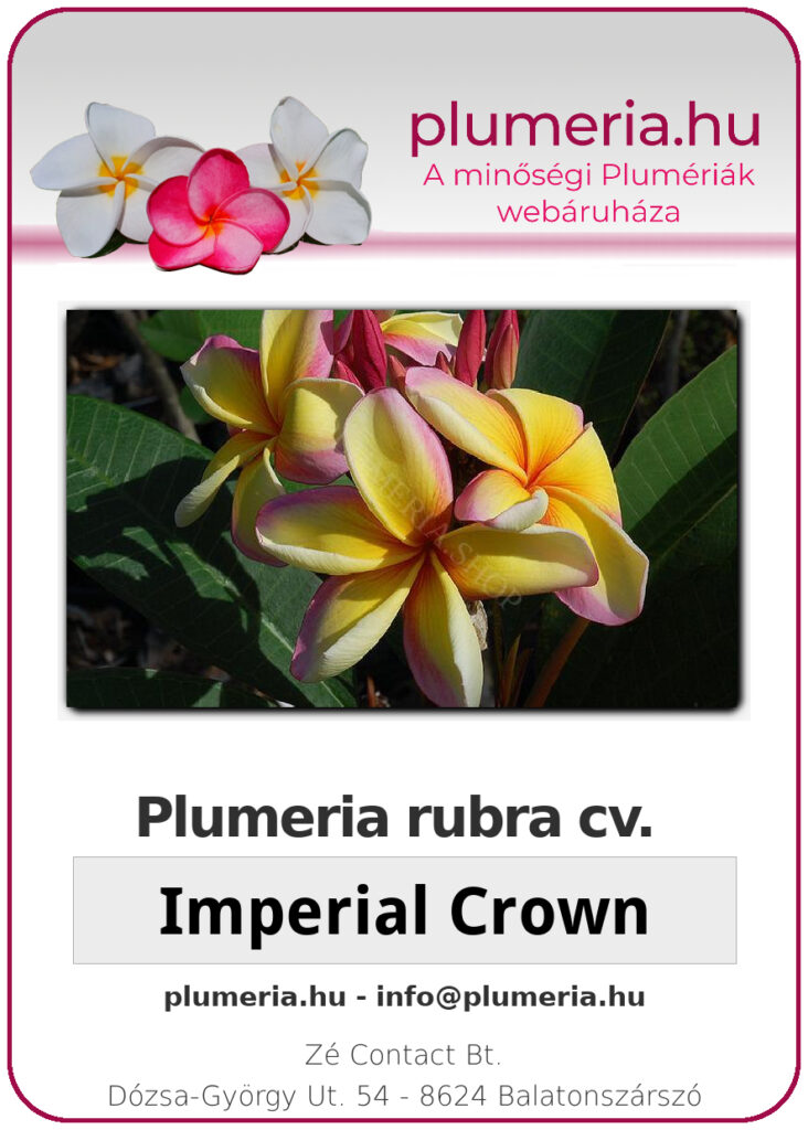 Plumeria rubra "Imperial Crown"