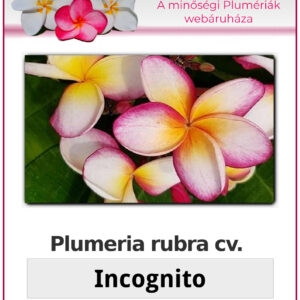 Plumeria rubra "Incognito"