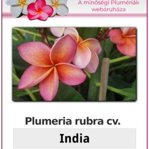 Plumeria rubra "India"