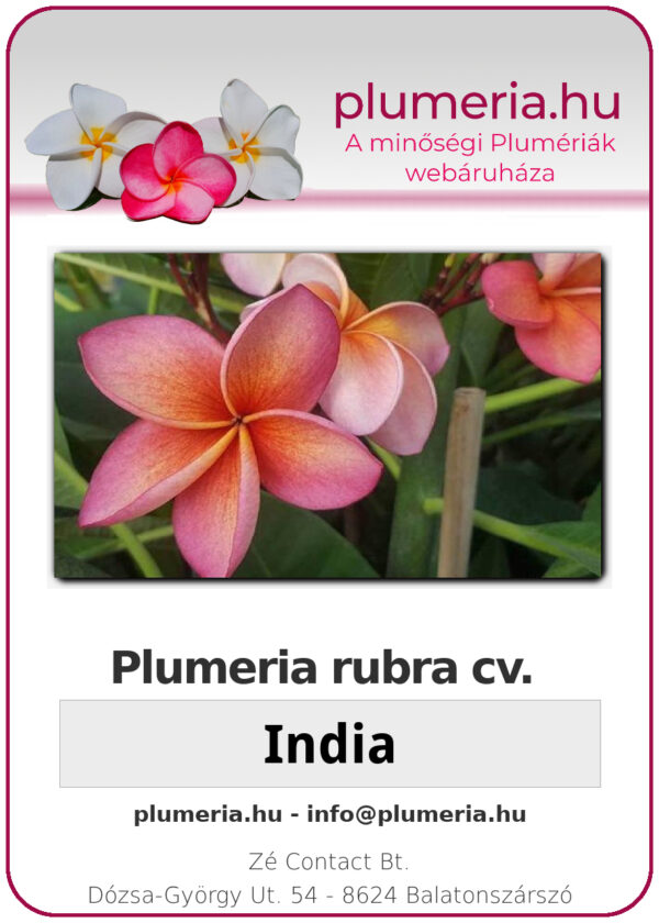 Plumeria rubra "India"