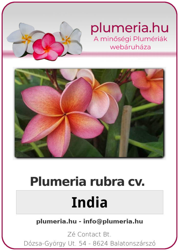 Plumeria rubra "India"