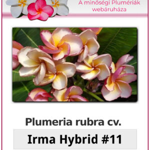 Plumeria rubra "Irma Hybrid #11"