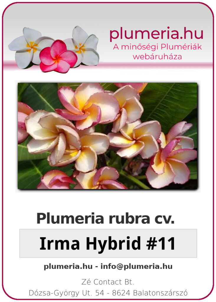 Plumeria rubra "Irma Hybrid #11"