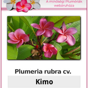 Plumeria rubra "Kimo"