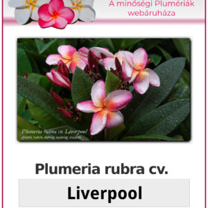Plumeria rubra "Liverpool"