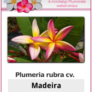 Plumeria rubra "Madeira"