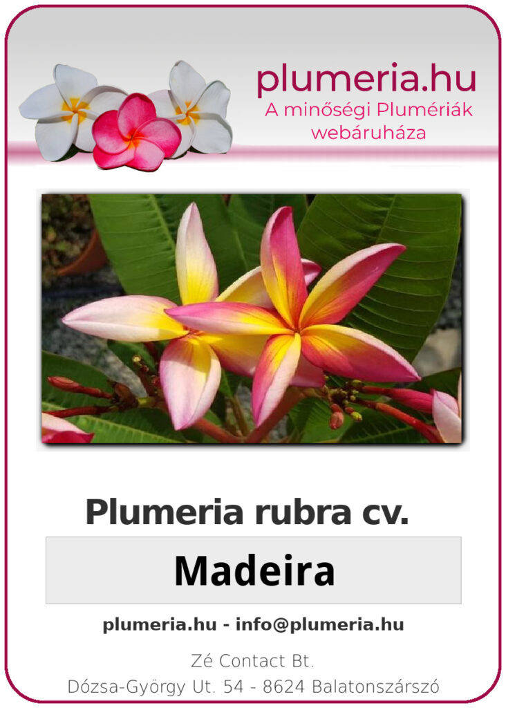 Plumeria rubra "Madeira"