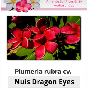 Plumeria rubra "Nui's Dragon Eyes"