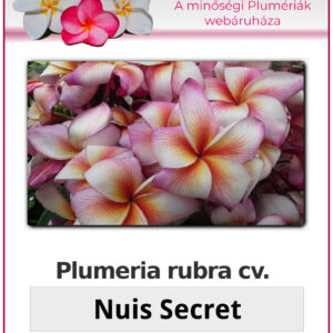 Plumeria rubra "Nui's Secret"